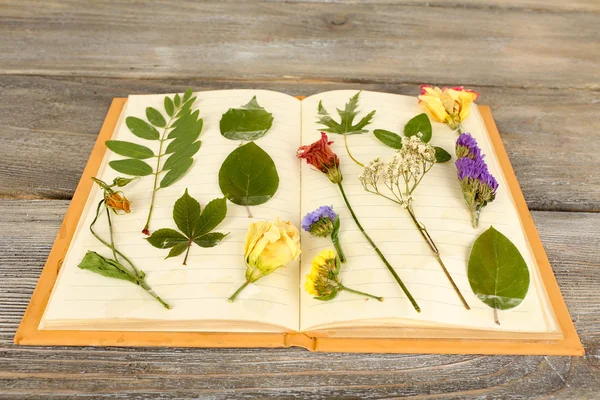 Torka upp växter på anteckningsboken — Stockfoto