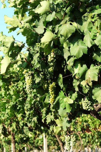 Grape plantation in summer — Stock Photo, Image