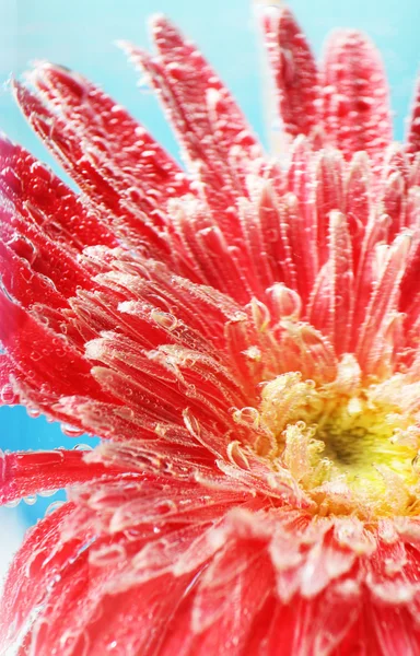Květina v perlivá voda — Stock fotografie