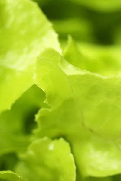 Textura de lechuga —  Fotos de Stock