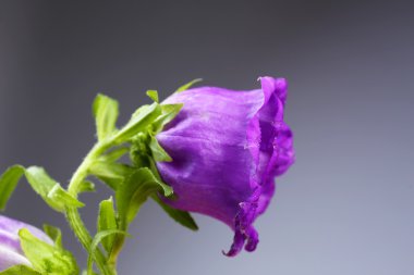 gri arka plan üzerinde güzel kır çiçekleri