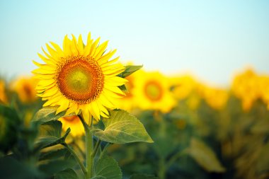 güzel ayçiçekleri alanı