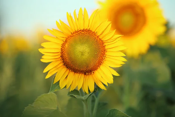 Pole słoneczników pięknych — Zdjęcie stockowe