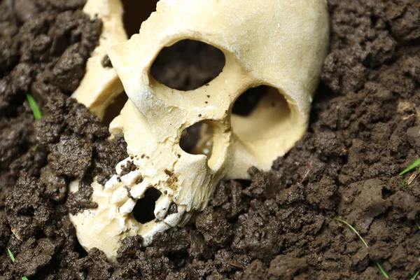 Human skull in soil — Stock Photo, Image