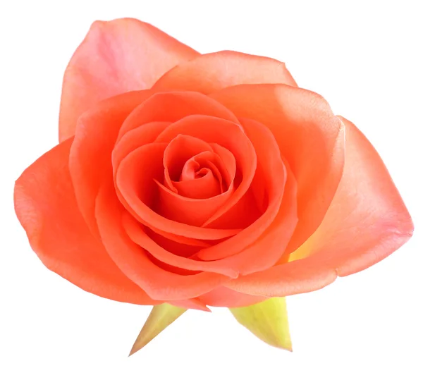 Belle fleur rose, isolée sur blanc — Photo