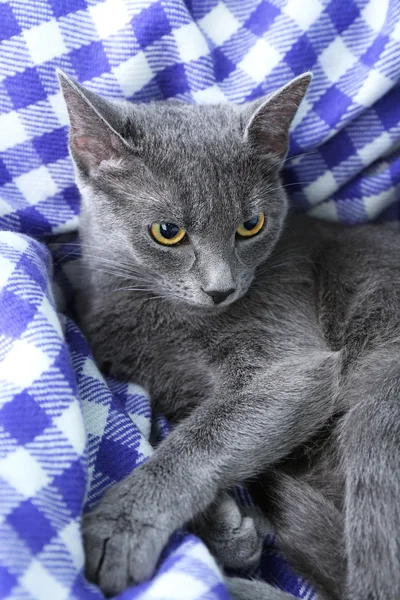 Cat on purple blanket — Stock Photo, Image