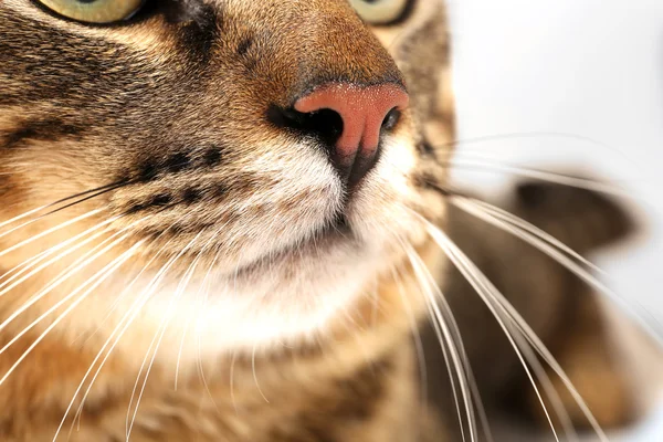 Gato cinzento focinho — Fotografia de Stock