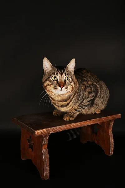 在木凳上的猫 — 图库照片