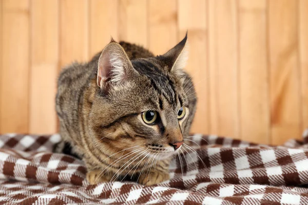 Grey cat on blanket — Stock Photo, Image