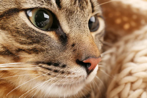 Grey cat's muzzle — Stock Photo, Image