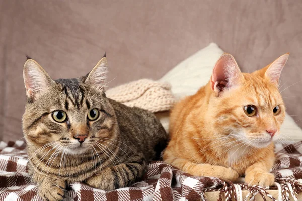 Две кошки на одеяле — стоковое фото