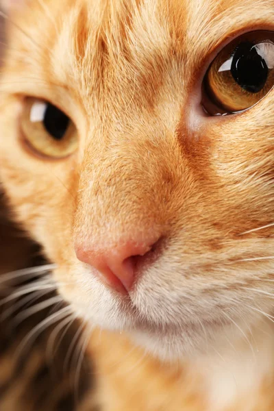 Gato vermelho — Fotografia de Stock