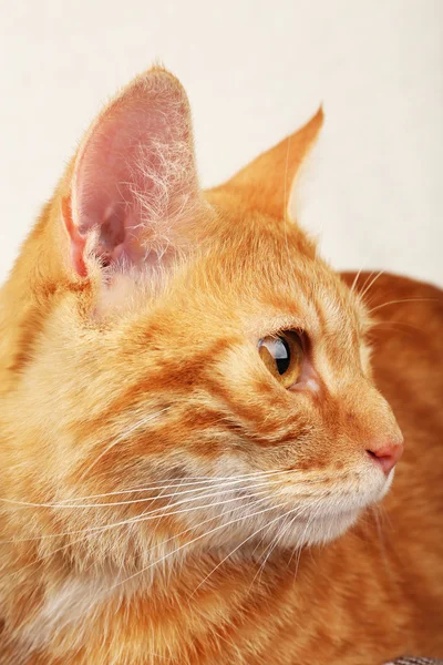 Gato rojo — Foto de Stock