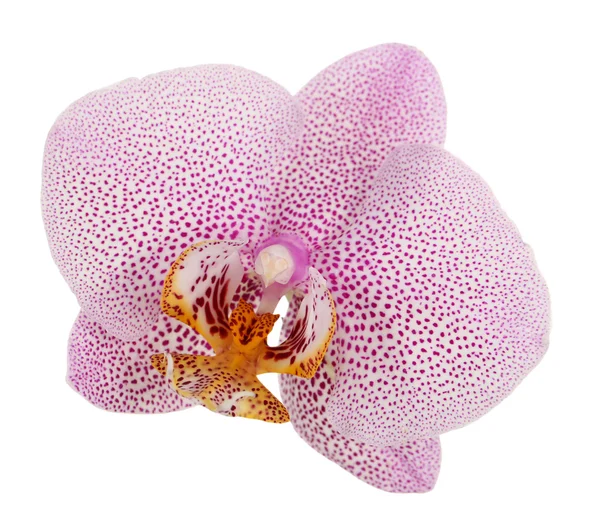 Rosa Orchideenblume — Stockfoto