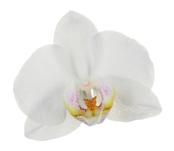 White  orchid flower — Stock Photo, Image