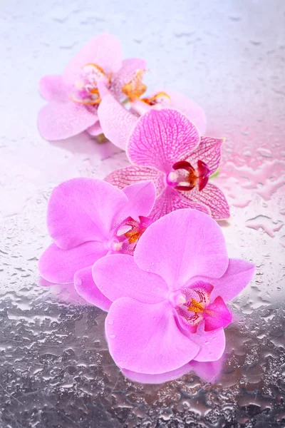 Flores tropicales de orquídea — Foto de Stock