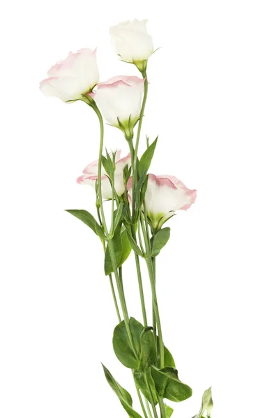 Flores de Eustoma — Foto de Stock