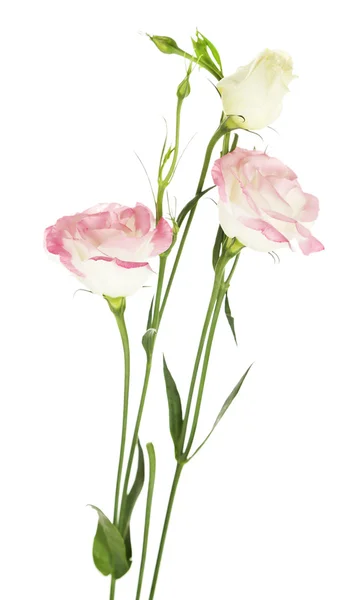 Eustoma piękne kwiaty — Zdjęcie stockowe