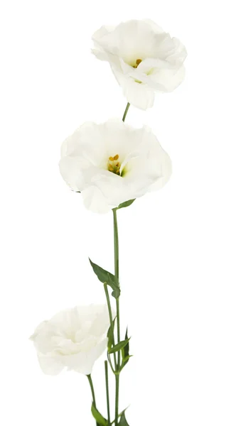 Lindas flores de eustoma — Fotografia de Stock