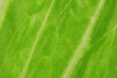 salata yakın çekim