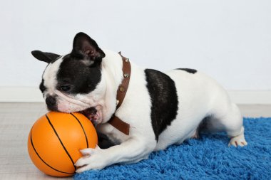 Bulldog ile Top