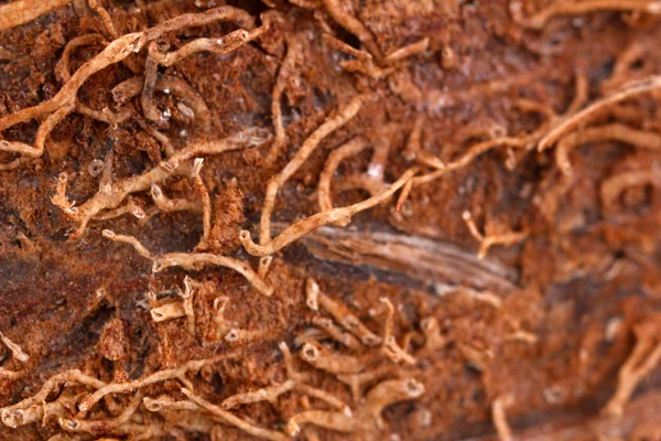 Detail kokosová — Stock fotografie