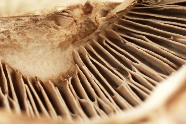 Mushroom textuur — Stockfoto