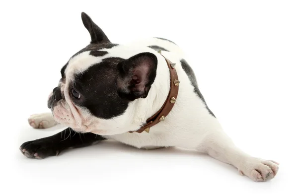 Cute French bulldog — Stock Photo, Image