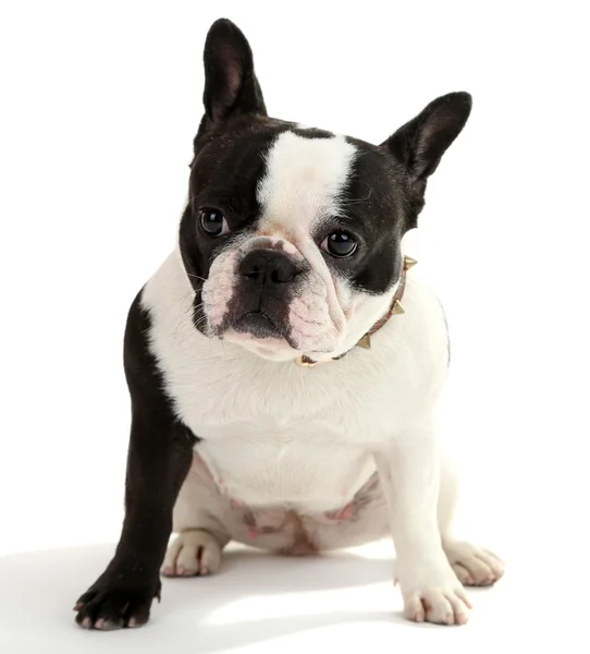 Lindo bulldog francés — Foto de Stock