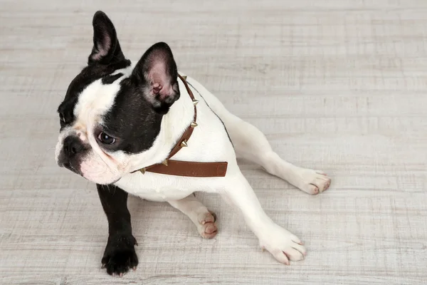 Cute French bulldog — Stock Photo, Image