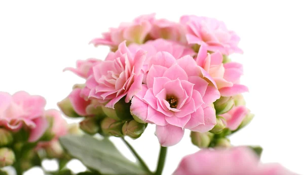 Mooie roze bloemen — Stockfoto