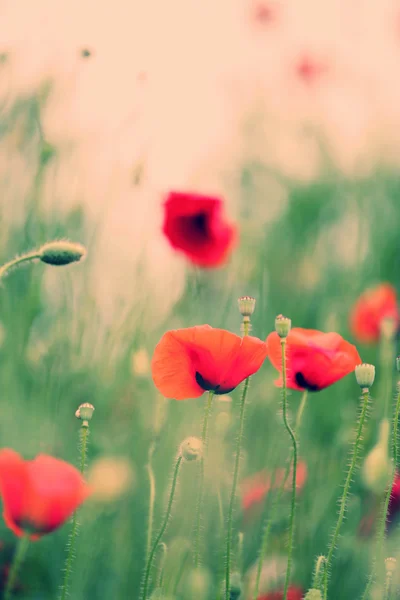 Poppy rode bloemen — Stockfoto