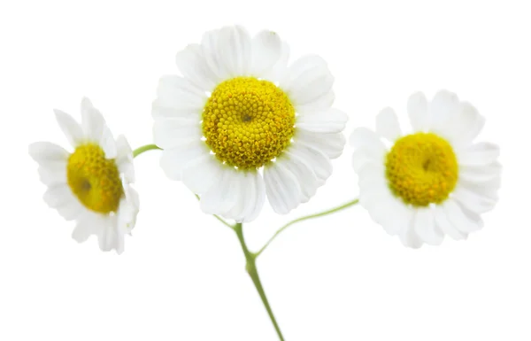 Gyönyörű vadvirágok — Stock Fotó