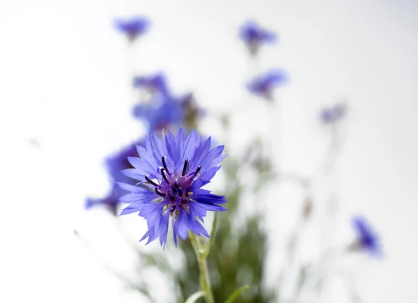 Beautiful wild flowers — Stock Photo, Image