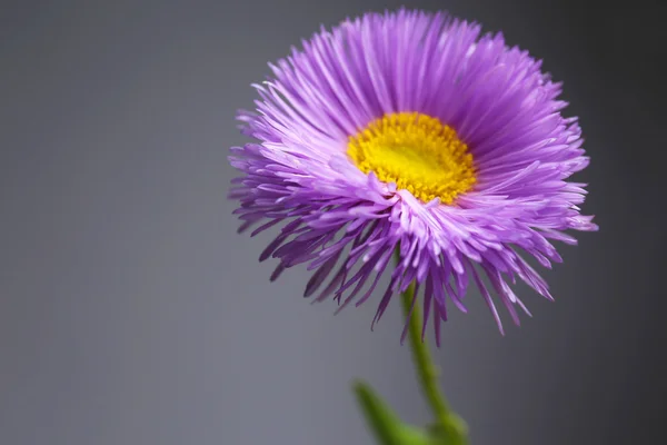 Красиві Дикі квіти — стокове фото