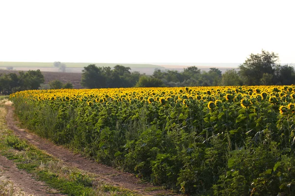 Schönes Sonnenblumenfeld — Stockfoto