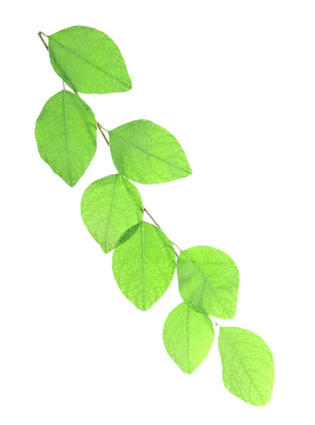 Green brunch on white — Stock Photo, Image
