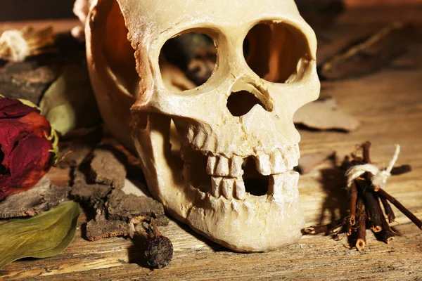 Human skull with dried rose — Stock Photo, Image