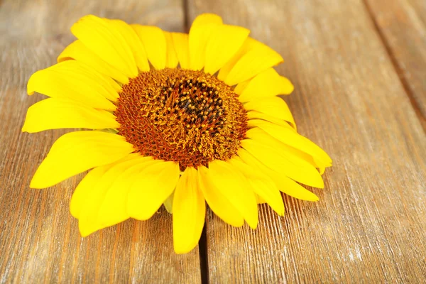 Piękny słonecznik na drewnianym tle — Zdjęcie stockowe