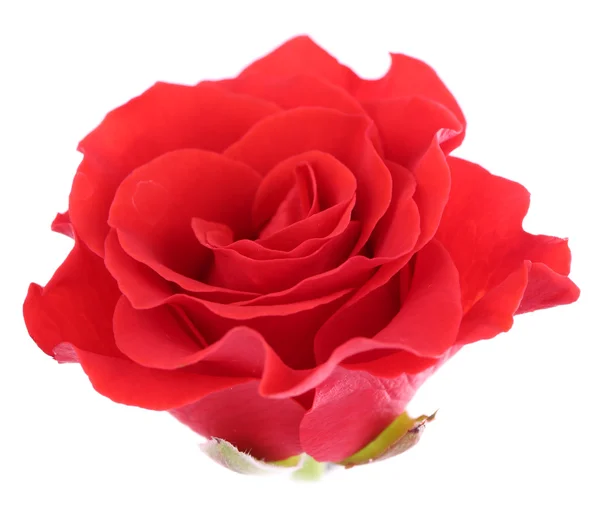 Beautiful rose flower, isolated on white — Stock Photo, Image