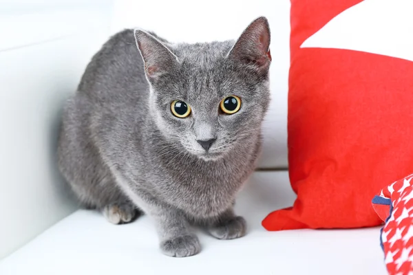 Grijze kat op sofa — Stockfoto