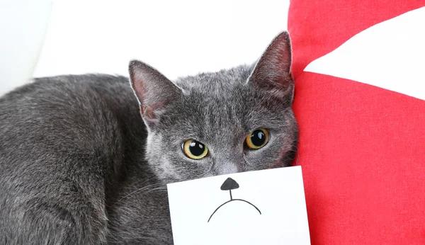 Grijze kat op sofa — Stockfoto