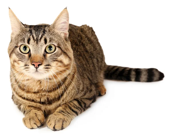 Gato cinzento isolado em branco — Fotografia de Stock