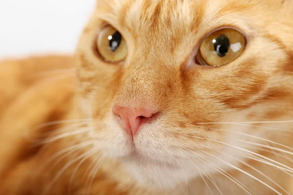 Red cat closeup — Stock Photo, Image