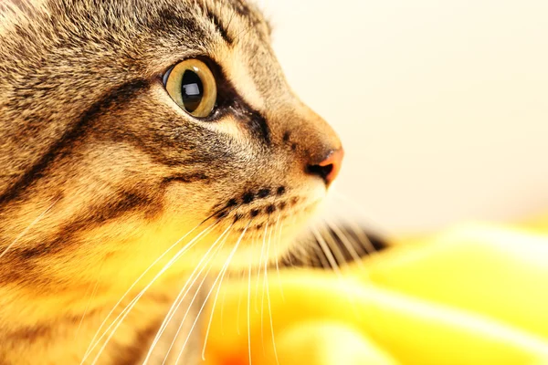 Red cat closeup — Stock Photo, Image