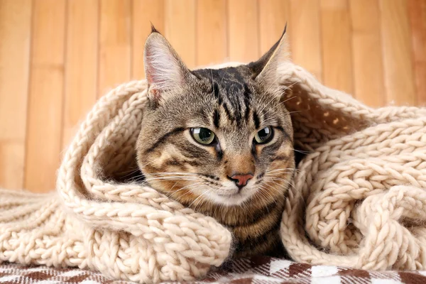 Chat gris enveloppé dans une écharpe tricotée sur fond mural en bois — Photo