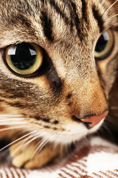 Grå katt munkorg närbild — Stockfoto