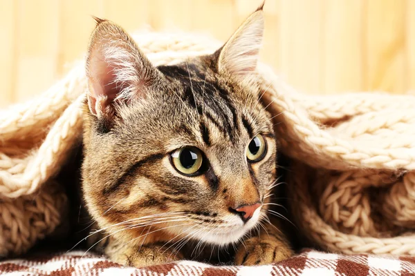 Kucing abu-abu yang dibungkus syal rajutan dengan latar belakang dinding kayu — Stok Foto