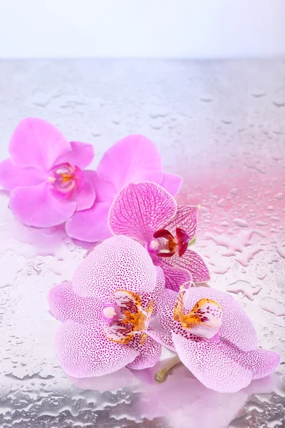 Fiori di orchidea tropicale — Foto Stock
