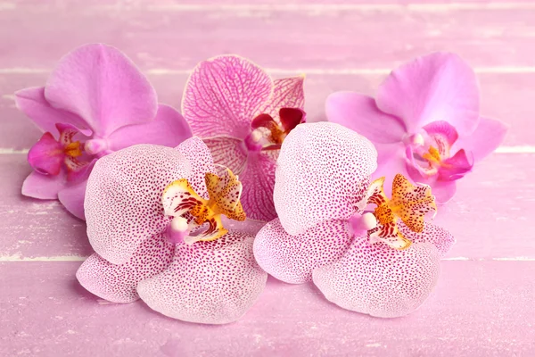 Tropical orchid flowers — Stock Photo, Image